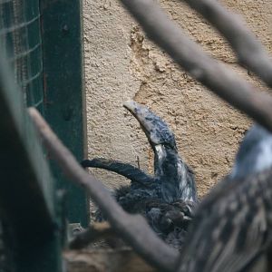 Yawning grey hornbill, February 2016