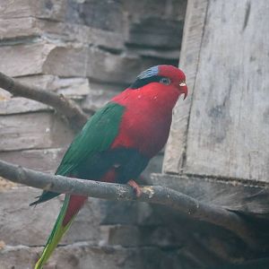 Stella's lorikeet, February 2016