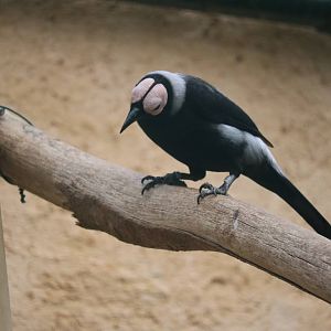 Coleto, February 2016