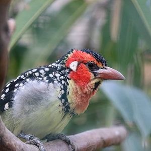Red-and-yellow barbet, February 2016