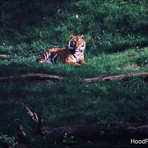 Original Tiger River