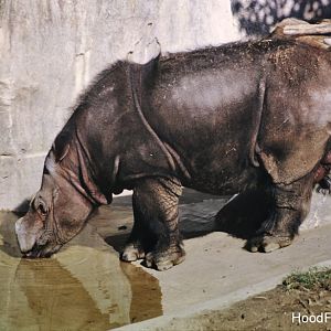 Sumatran rhinoceros