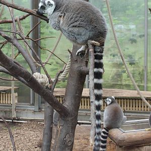 Ring-tailed lemurs