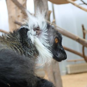 Black lemur