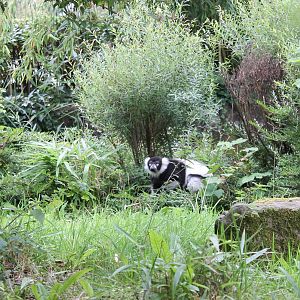 Black and white ruffed lemur