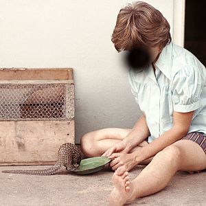 White-bellied pangolin (pet) 1