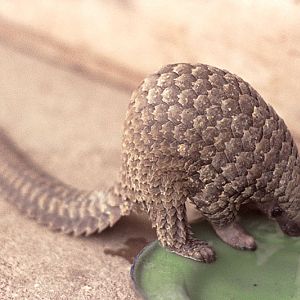 White-bellied pangolin (pet) 2