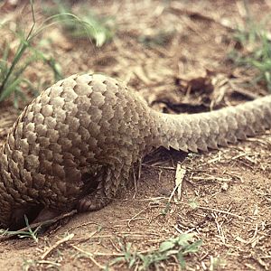 White-bellied pangolin (pet) 3