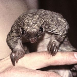White-bellied pangolin (pet) 4