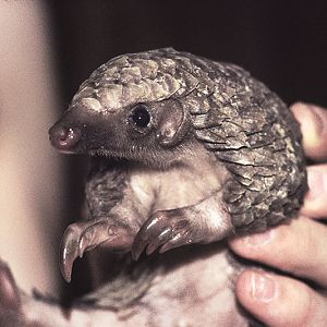 White-bellied pangolin (pet) 5