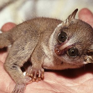 Demidoff's galago (pet) 3