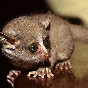 Demidoff's galago (pet) 2