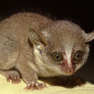 Demidoff's galago (pet) 1