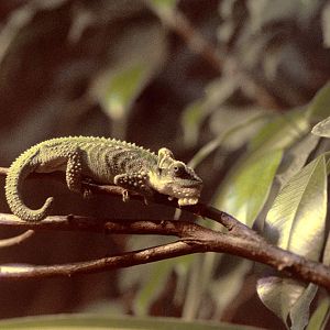 Knysna dwarf chameleon 1982