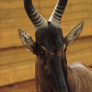 Cape hartebeest 1973