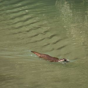 European otter