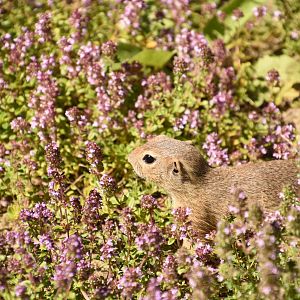 European souslik