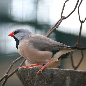 Long-tailed finch, February 2016