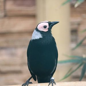 Coleto, February 2016