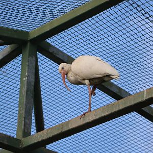 American white ibis, February 2016