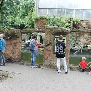 Outdoor enclosure Giant otter