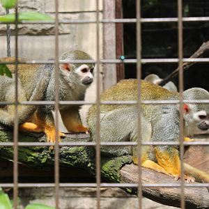 Squirrel Monkeys