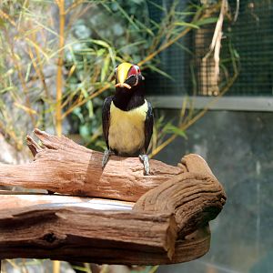 Green Aracari