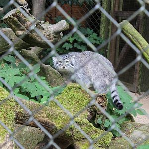 Pallas Cat