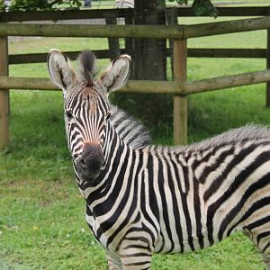 Zebra Foal