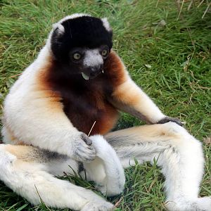 Sifaka