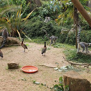 Madagascar Walkthrough