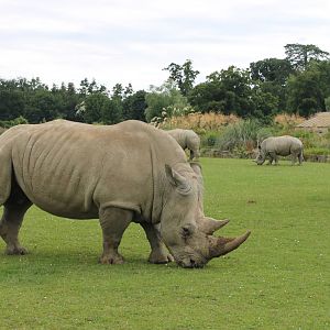 Rhino herd