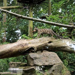 Clouded Leopard with dinner