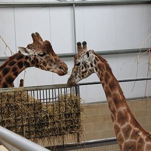 Giraffes