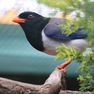 Red-billed blue magpie, February 2016