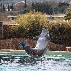 Bottlenose dolphin, February 2016