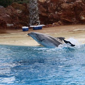 Bottlenose dolphin, February 2016