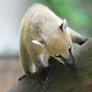 Young Coati