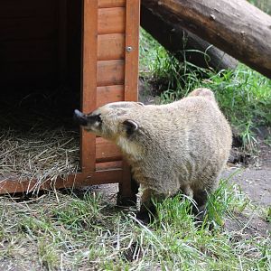 Coati