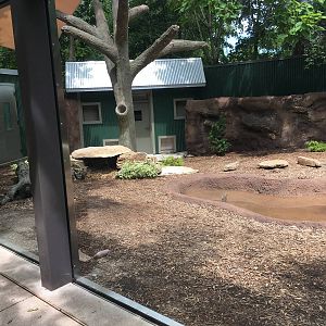 Tasmanian Devil Den