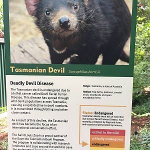 Tasmanian Devil Den