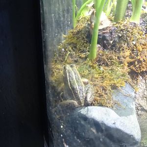 Black spotted pond frog