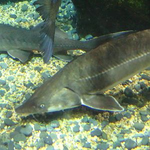 Chinese Sturgeon