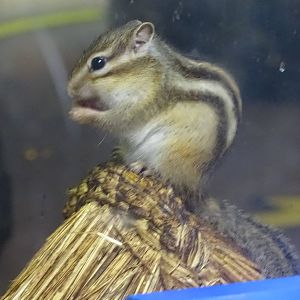 Siberian chipmunk