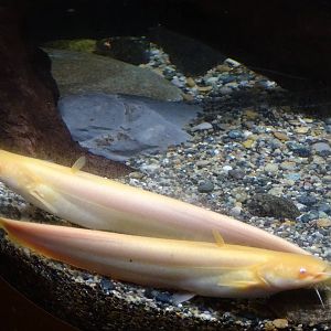 Golden catfish