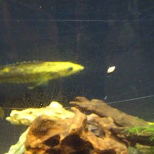 Golden Mandarin fish