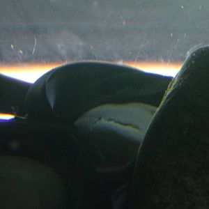 Freshwater Eel