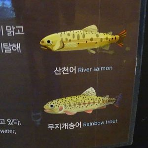 River Salmon , Rainbow trout sign