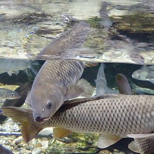 Common carp and ''Venus fish''