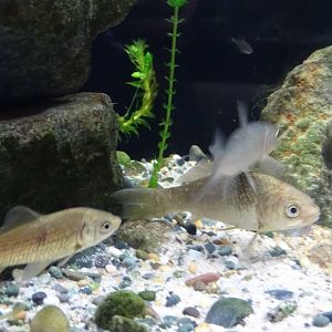 Crucian carp and Steed barbel